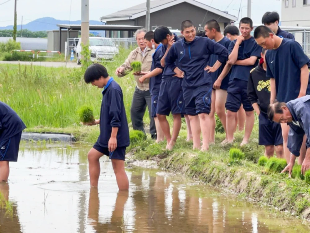 田植え